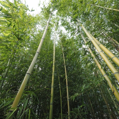 image of forest