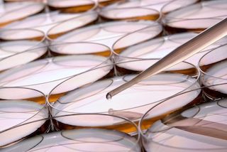 Petri dishes
