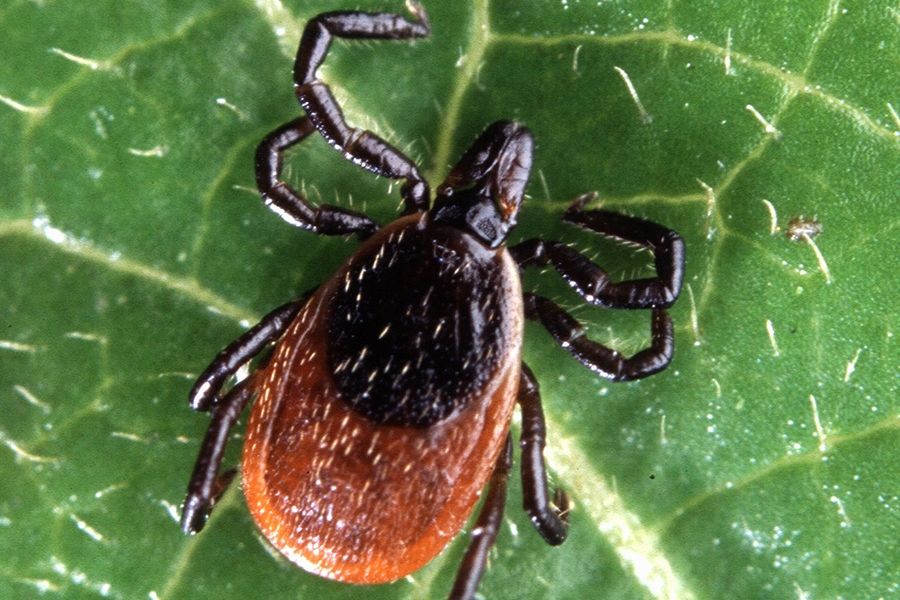 Image of tick