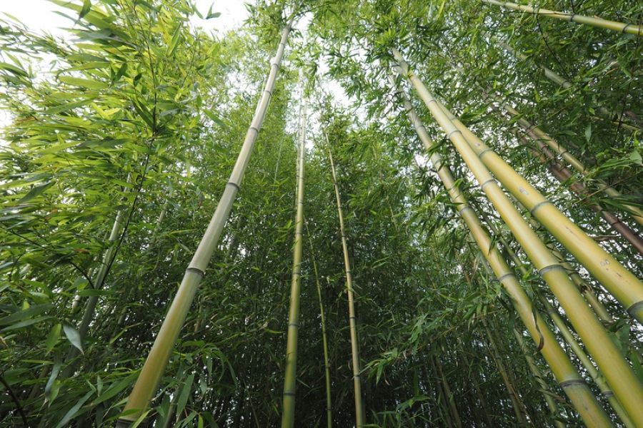 image of forest